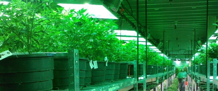 Cons Of Marijuana >> Indoor vs. Outdoor Marijuana Growing - The Pros and Cons Cons Of Marijuana >> Indoor vs. Outdoor Marijuana Growing - The Pros and Cons