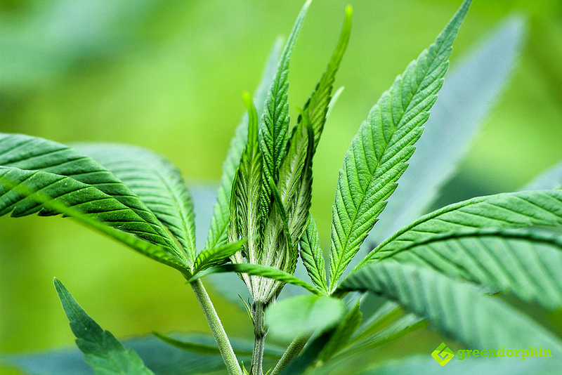 The Indian Hemp Drugs Commission Report