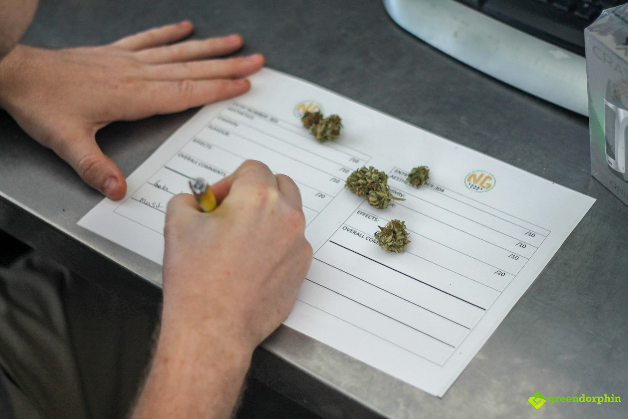 Next Gen Canna Cup judging